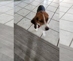 Small Photo #2 Beagle Puppy For Sale in Tampa, FL, USA