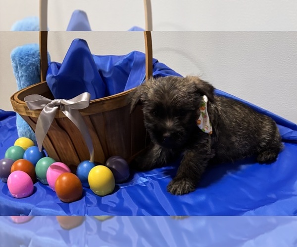 Medium Photo #3 Cairn Terrier Puppy For Sale in HASTINGS, NE, USA