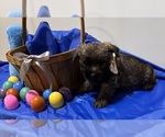 Small #2 Cairn Terrier