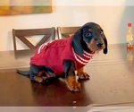 Puppy puppy 1 Dachshund