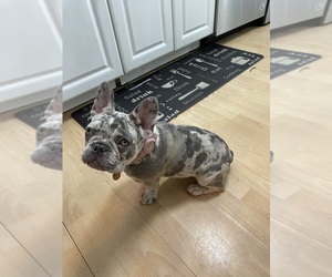 Mother of the French Bulldog puppies born on 04/19/2026