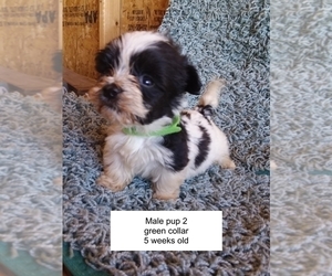 Havanese Puppy for sale in LACYGNE, KS, USA