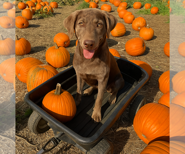 Medium Photo #3 Catahoula Leopard Dog-Chocolate Labrador retriever Mix Puppy For Sale in Mt. Laurel, NJ, USA