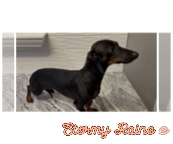 Medium Photo #8 Dachshund Puppy For Sale in San Antonio, TX, USA