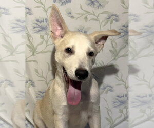 German Shepherd Dog-Unknown Mix Dogs for adoption in Wetumpka, AL, USA