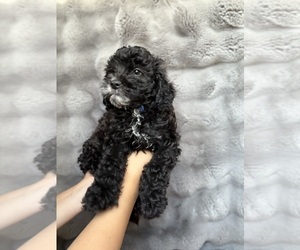 Bernedoodle (Miniature) Puppy for sale in SACRAMENTO, CA, USA