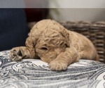 Small Photo #2 Goldendoodle Puppy For Sale in CITRUS HEIGHTS, CA, USA