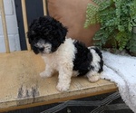 Small #9 Poovanese