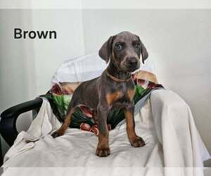 Doberman Pinscher Puppy for sale in CLINTON, OH, USA