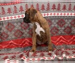Small Photo #18 Boxer Puppy For Sale in CHILHOWEE, MO, USA
