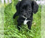 Puppy 5 Cavalier King Charles Spaniel-Goldendoodle Mix