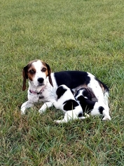 Mother of the Beagle puppies born on 09/06/2017