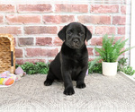 Small #21 Labrador Retriever
