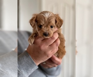 Havanese-Poodle (Toy) Mix Puppy for sale in GREER, SC, USA