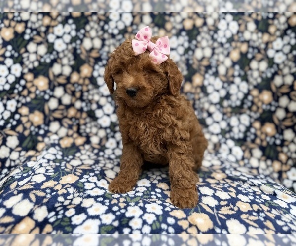 Medium Photo #2 Cock-A-Poo Puppy For Sale in LAKELAND, FL, USA