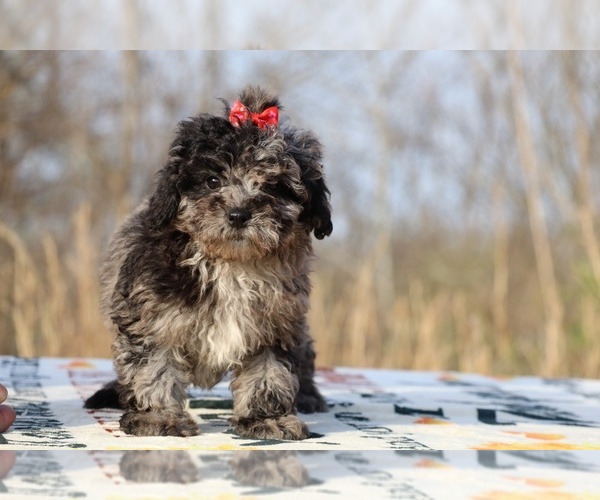 Medium Photo #19 ShihPoo Puppy For Sale in DYERSBURG, TN, USA