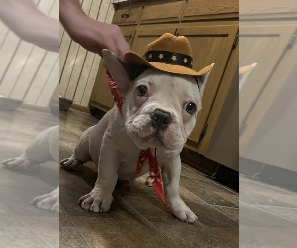 Medium Photo #13 French Bulldog Puppy For Sale in KANSAS CITY, MO, USA
