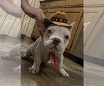 Small #12 French Bulldog