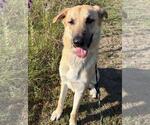 Small #13 Anatolian Shepherd Mix