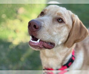 Labrador Retriever Dogs for adoption in Clovis, CA, USA