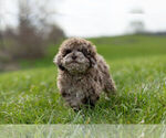 Small Photo #14 ShihPoo Puppy For Sale in WARSAW, IN, USA