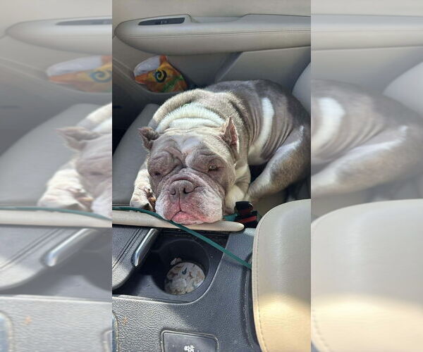 Medium Photo #3 American Pit Bull Terrier Puppy For Sale in Oak Bluffs, MA, USA