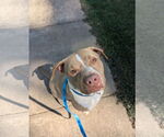 Small #2 American Pit Bull Terrier-American Staffordshire Terrier Mix