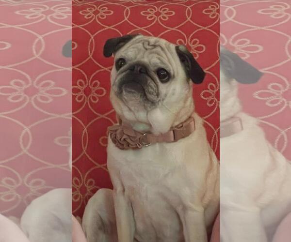 Medium Photo #3  Puppy For Sale in , 
