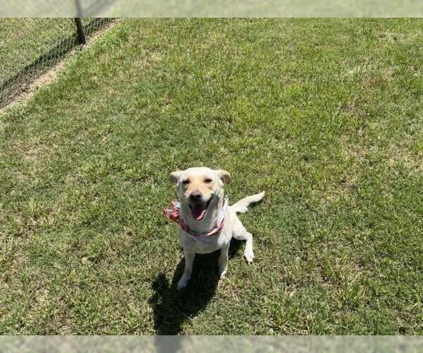 Medium Photo #1 Labrador Retriever Puppy For Sale in Tulsa, OK, USA