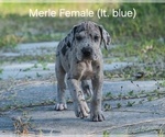 Puppy Merle lt blue Cavapoo