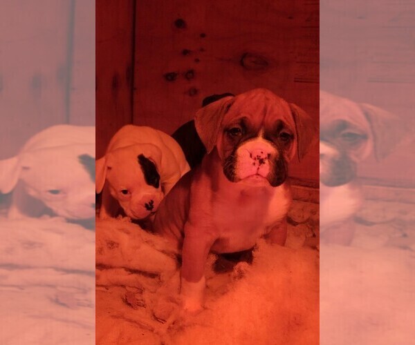 Medium Photo #6 Boxer Puppy For Sale in STAFFORD, CT, USA