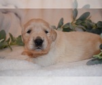 Small Photo #47 Golden Retriever Puppy For Sale in RICHMOND, TX, USA