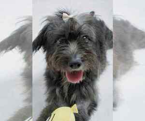 Medium Shih-Poo