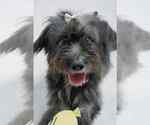 Small Shih-Poo