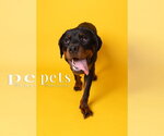 Small Photo #3 Rottweiler Puppy For Sale in Foristell, MO, USA