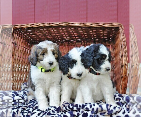 Medium Photo #2 Bernedoodle Puppy For Sale in ORRSTOWN, PA, USA