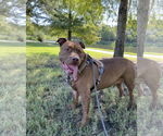 Small #10 Mastiff Mix