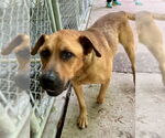 Small #1 Retriever  Mix