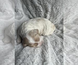 Cocker Spaniel Puppy for sale in LEANDER, TX, USA