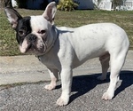 Small Photo #1 French Bulldog Puppy For Sale in RIVERVIEW, FL, USA