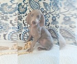 Puppy Chili Weimaraner