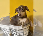 Small Chihuahua Mix