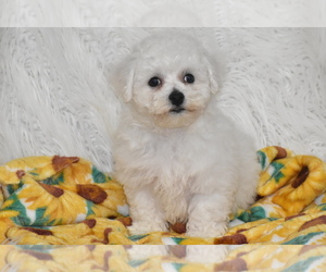 Bichon Frise Puppy for sale in ELDORADO, OH, USA