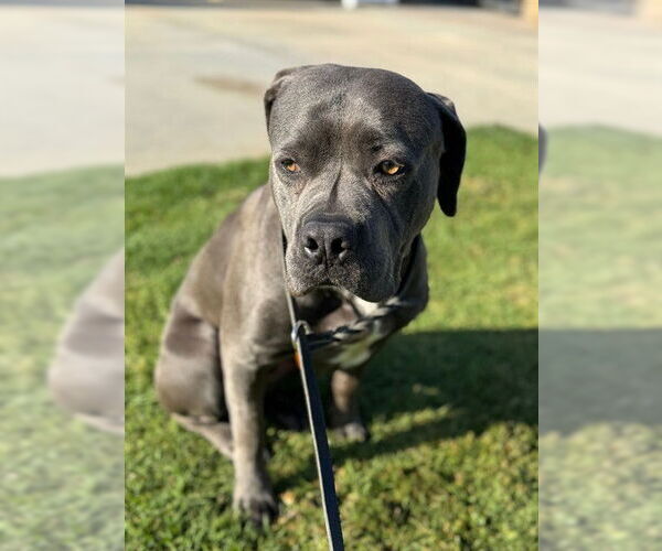 Medium Photo #1 Bullmastiff-Unknown Mix Puppy For Sale in Riverside, CA, USA