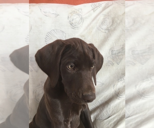 Medium Photo #1 German Shorthaired Pointer Puppy For Sale in CASHTON, WI, USA