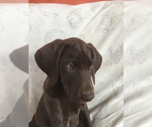 German Shorthaired Pointer Puppy for sale in CASHTON, WI, USA