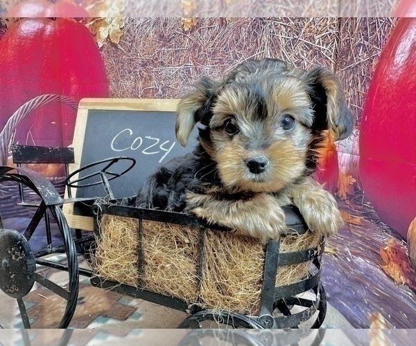 Medium Photo #11 Morkie Puppy For Sale in CASSVILLE, MO, USA