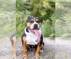 Mila - Female Mutt Dog for Adoption - Photo #17