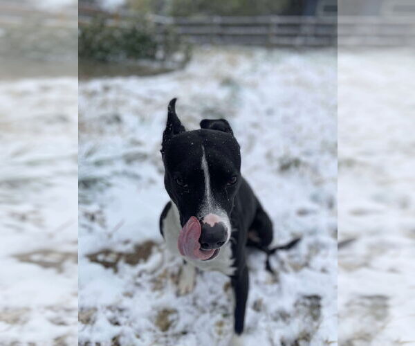 Medium Photo #8 American Pit Bull Terrier-Unknown Mix Puppy For Sale in Germantown, OH, USA