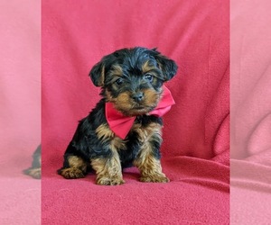 YorkiePoo Puppy for sale in LINCOLN UNIV, PA, USA